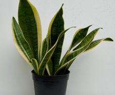 Sansevieria