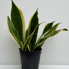Sansevieria