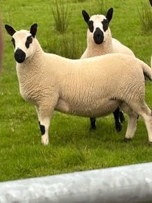 Kerry hill Ram lambs