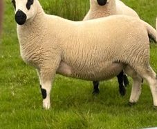 Kerry hill Ram lambs