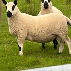 Kerry hill Ram lambs