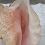 Large Queen Conch Shell Image 7