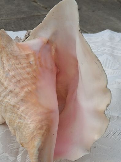Large Queen Conch Shell
