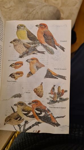 Birds Of Britain And Europe. The Hamlyn Guide. By Bertel Bruun. Illustrated By Arthur Singer. 516 Birds In Colour & 448 Maps. Paperback In FAIR CONDITION. 32..