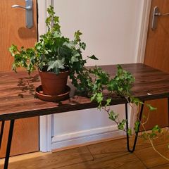 ivy plant