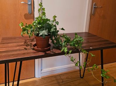 ivy plant