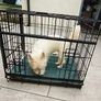 dog crate Image 3