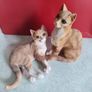 SET OF 2 Orange Cat Sitting. Image 10