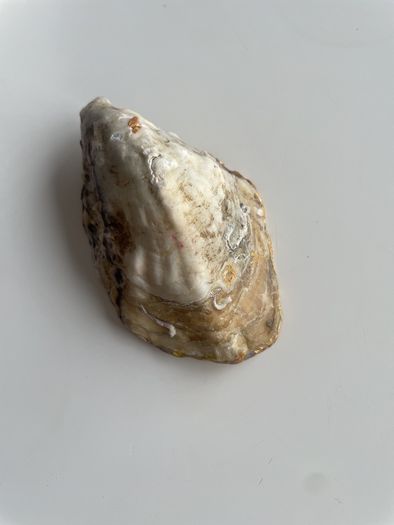 Hand Painted Oyster Shell