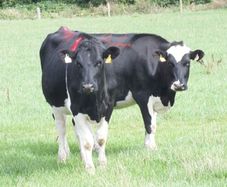 8 Pedigree registered Incalf Heifers