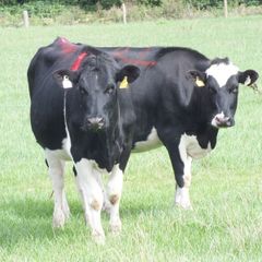 8 Pedigree registered Incalf Heifers
