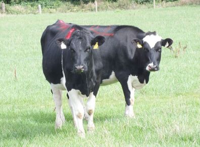 8 Pedigree registered Incalf Heifers