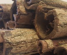 Ketapang bark 3x15cm 1piece