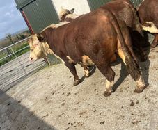 Hereford bulls
