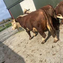 Hereford bulls