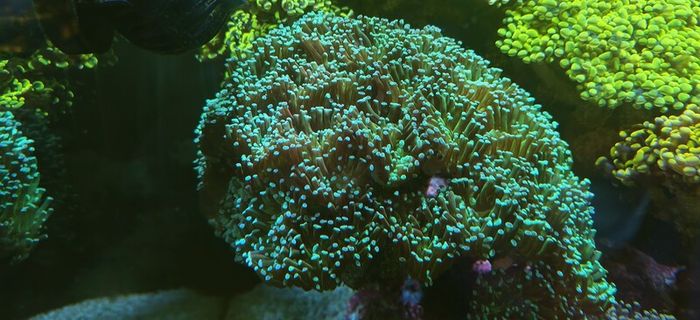 hammer corals frags/colonies