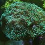 hammer corals frags/colonies Image 7