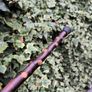 blackthorn walking stick Image 4