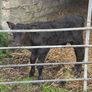 Aberdeen Angus Bull Calf Image 4