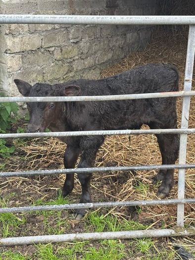 Aberdeen Angus Bull Calf