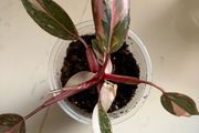 Pink Princess Marble Plant