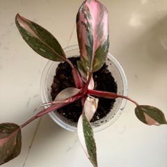 Pink Princess Marble Plant