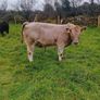 9 Aberdeen angus weanling bulls Image 4