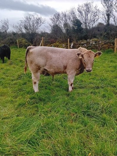 9 Aberdeen angus weanling bulls