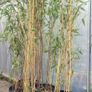 Bamboos plants Delivery available Image 9