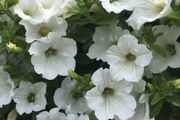 (P) Petunia seeds Snowball White 0.2g (457800)