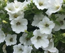 (P) Petunia seeds Snowball White 0.2g (457800)