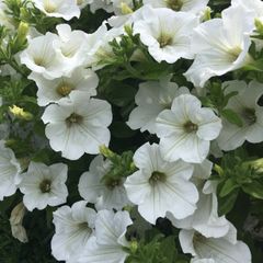 (P) Petunia seeds Snowball White 0.2g (457800)