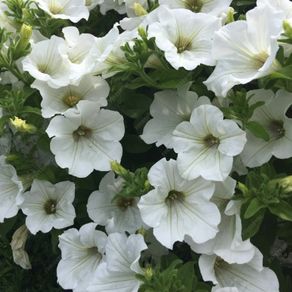 (P) Petunia seeds Snowball White 0.2g (457800)
