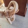 Elephant with Trunk Up Wealth Lucky Figurine Statue Sculpture Home Decor Image 8
