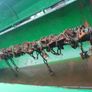 Major dung spreader Image 10