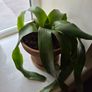indoor plant Image 2