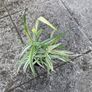 plant/ grass Image 2