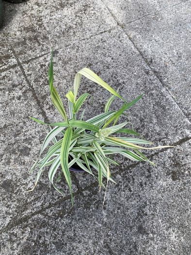 plant/ grass