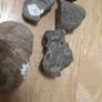 fossils - potentially hundreds of millions of years old Image 8