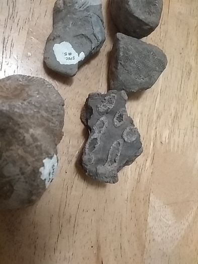 fossils - potentially hundreds of millions of years old