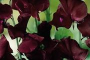 (S) Sweet Pea Beaujolais seeds 2g (20s) (414444)