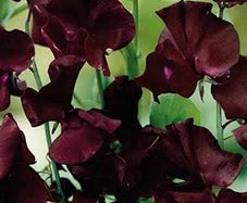 (S) Sweet Pea Beaujolais seeds 2g (20s) (414444)
