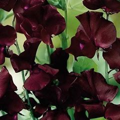 (S) Sweet Pea Beaujolais seeds 2g (20s) (414444)