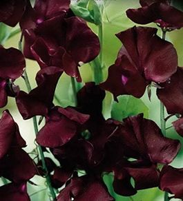 (S) Sweet Pea Beaujolais seeds 2g (20s) (414444)