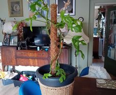 large monstera Minima with wicker pot