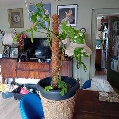 large monstera Minima with wicker pot