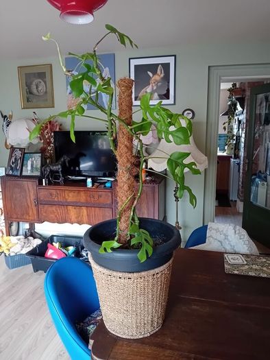 large monstera Minima with wicker pot