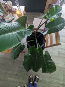 philodendron imperial green