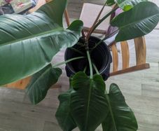 philodendron imperial green