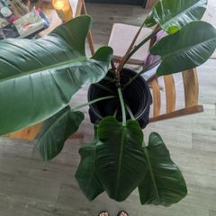 philodendron imperial green